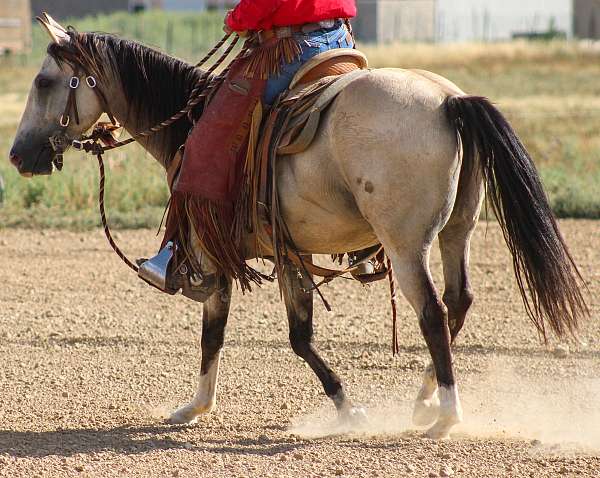 ranch-quarter-horse