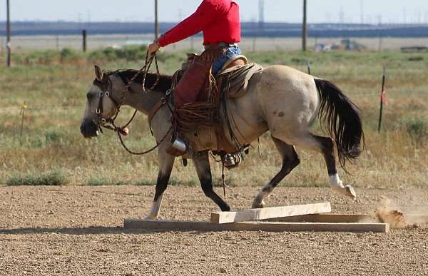project-quarter-horse