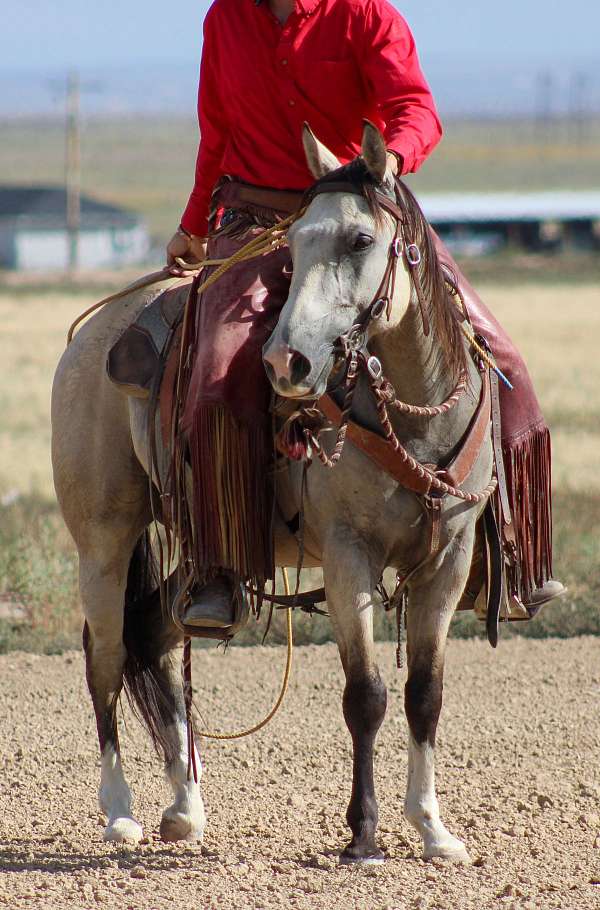 all-around-quarter-horse
