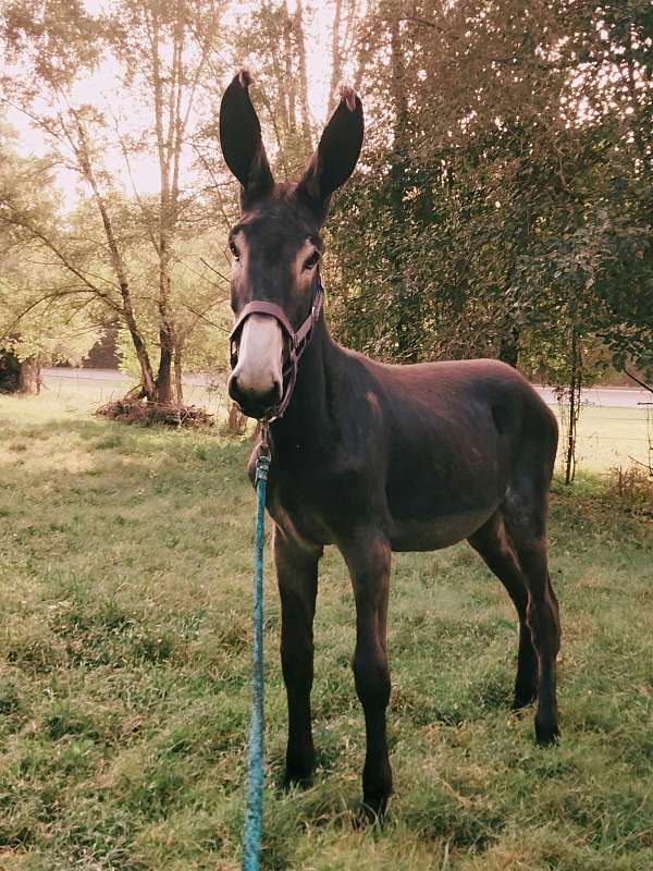 donkey-stallion