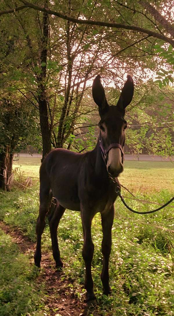 donkey-for-sale