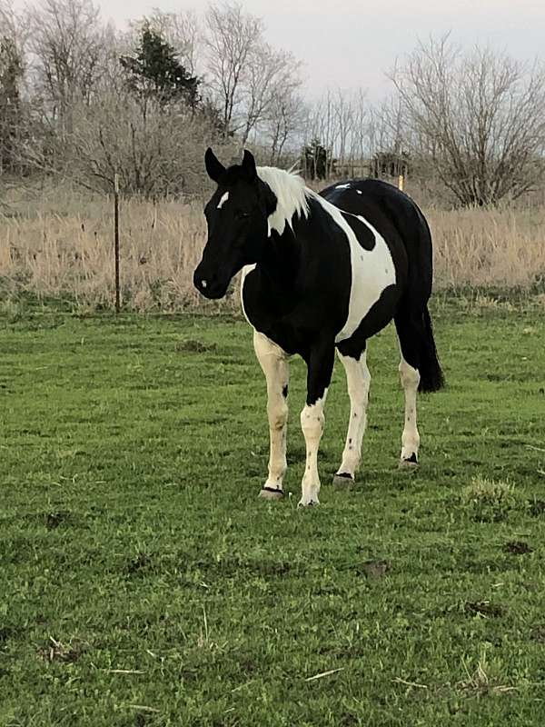 all-around-paint-horse