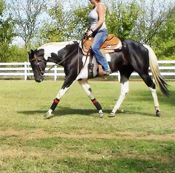 english-pleasure-paint-horse