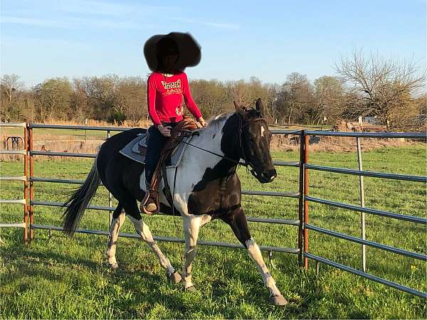 equitation-paint-horse