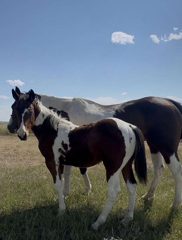 cloud-paint-horse