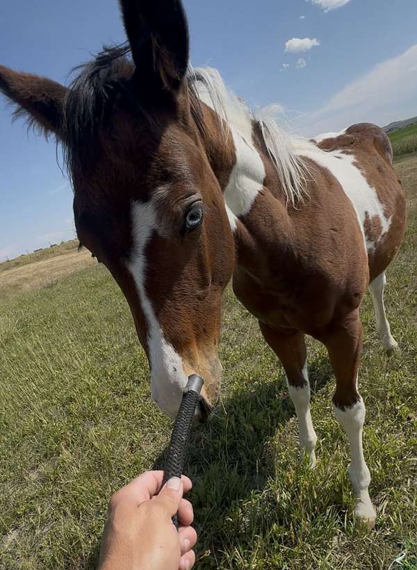 docs-hickory-paint-horse