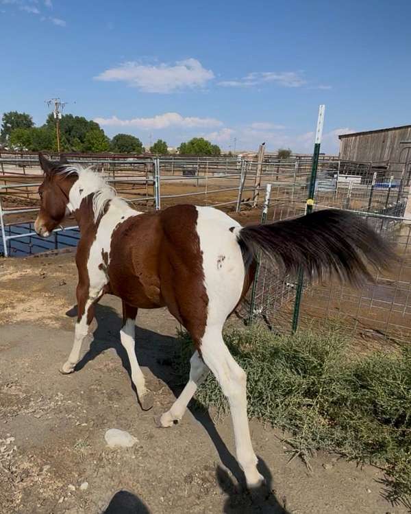 foundation-lines-paint-horse