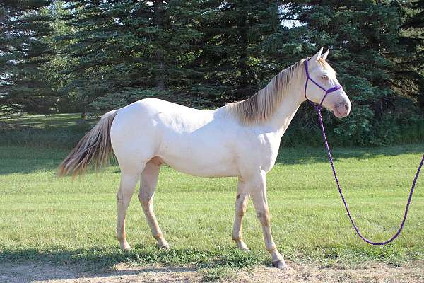 ashwood-horse