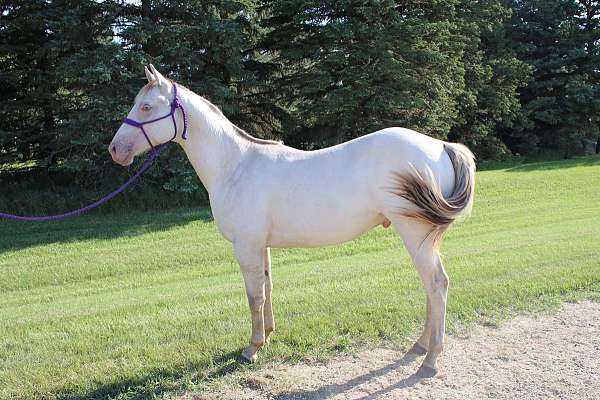 freckles-colt