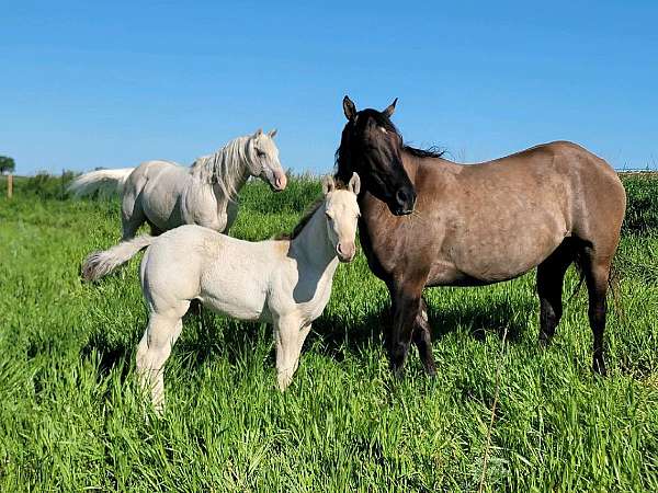 freckles-playboy-colt