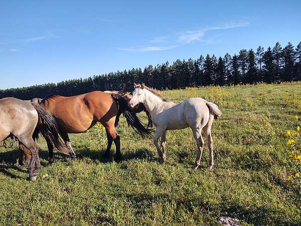 great-horse-colt
