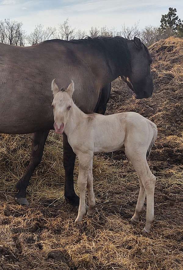 moon-colt