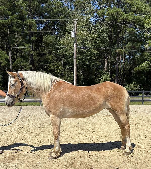 palomino-haflinger-mare