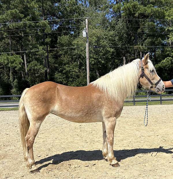 palomino-mare-for-sale