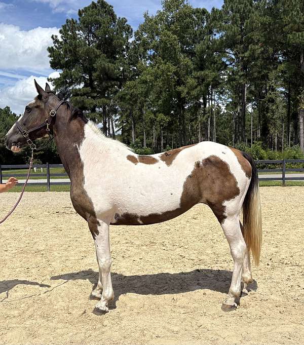 pinto-spotted-saddle-mare