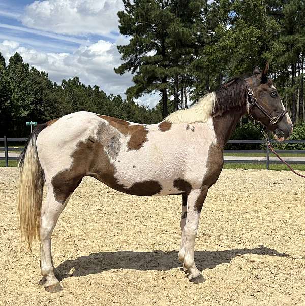 pinto-mare-for-sale