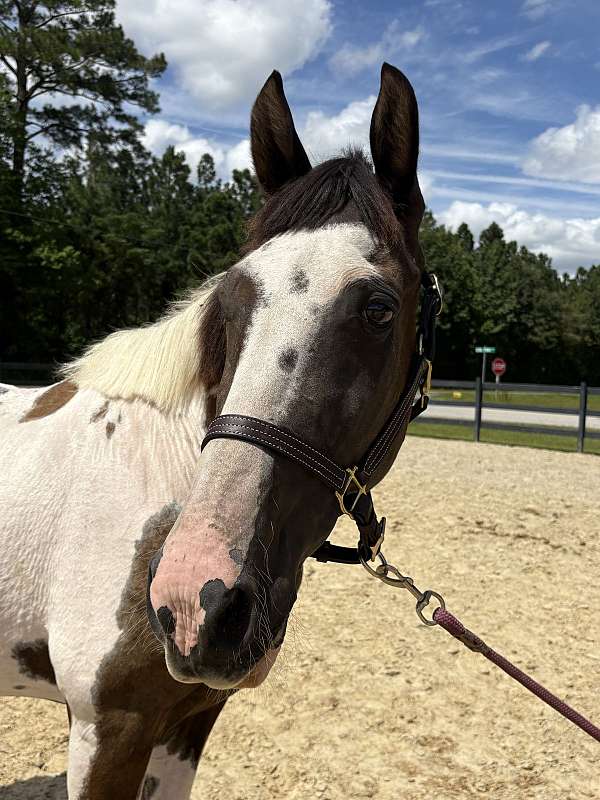 15-hand-spotted-saddle-mare