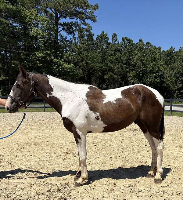 pinto-gelding-for-sale