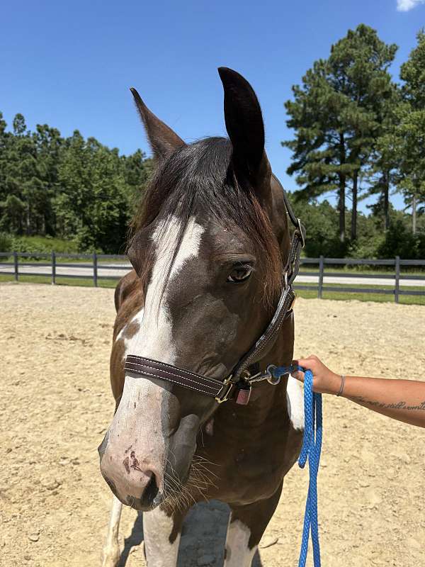 14-hand-quarter-horse-gelding