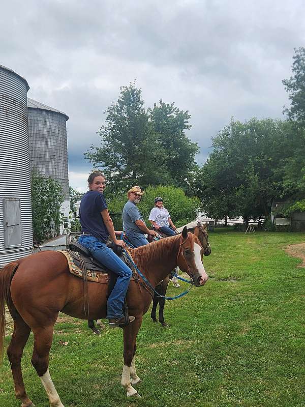 quarter-horse-for-sale