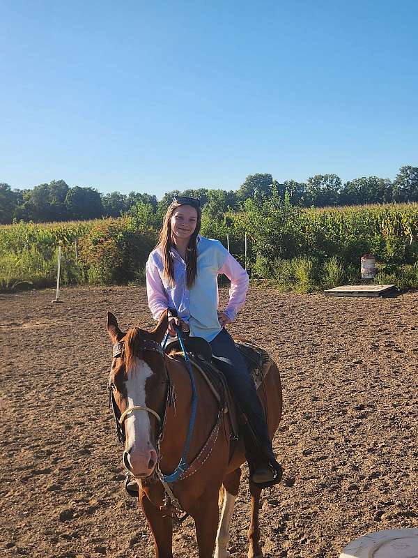 quarter-horse