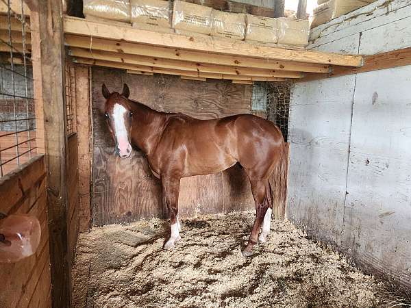 quarter-horse-gelding
