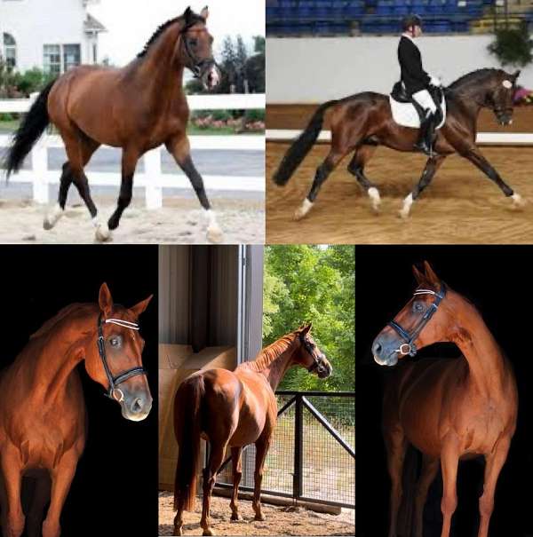 dressage-hanoverian-horse