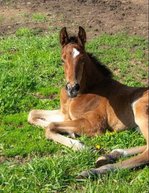 board-hanoverian-horse