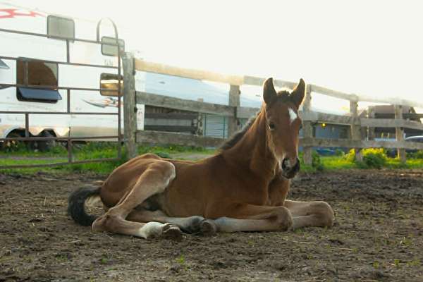 boned-hanoverian-horse