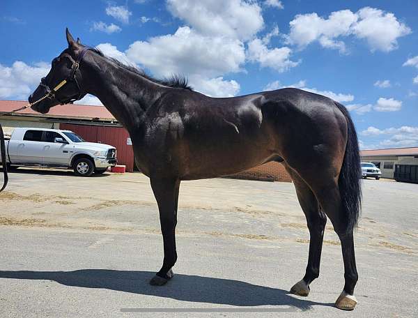 gymkha-horse
