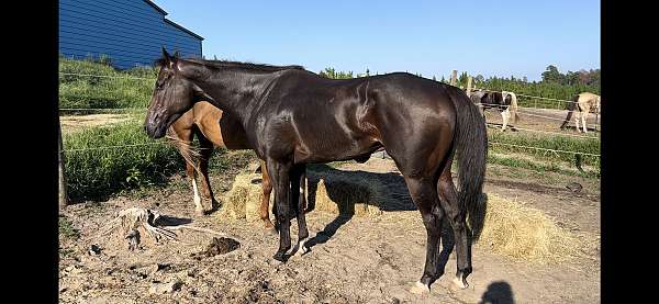 all-around-thoroughbred-horse