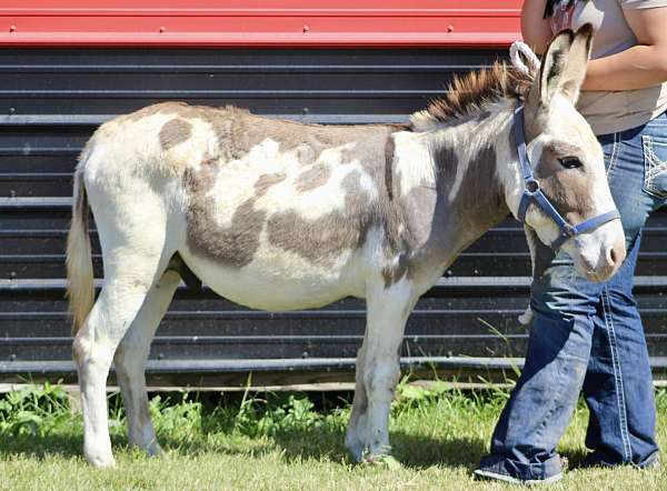 grey-paint-donkey