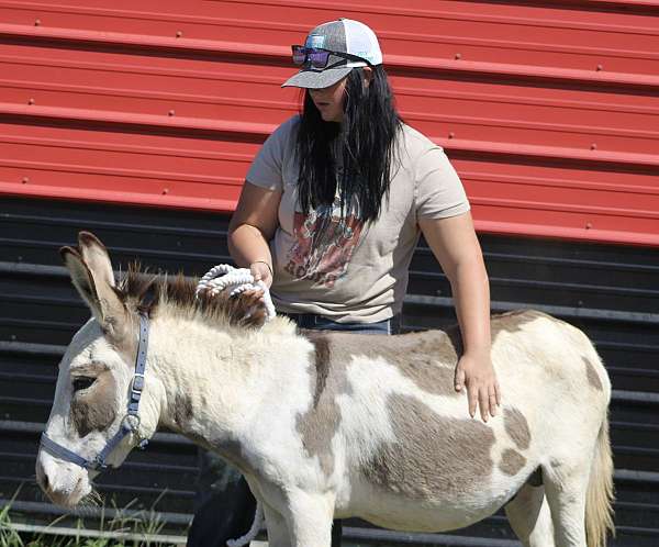 paint-donkey