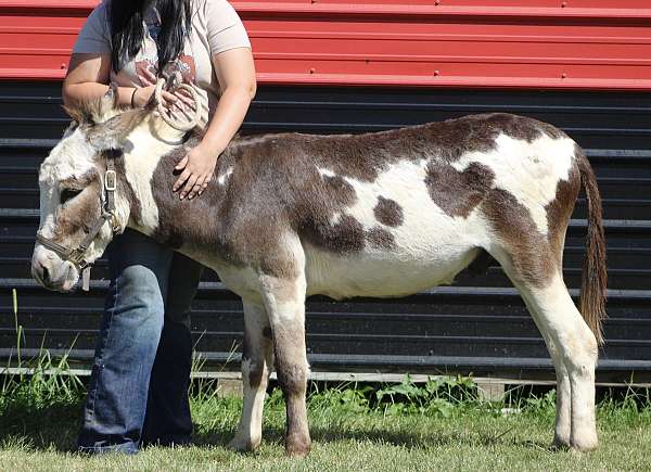 companion-therapy-donkey-miniature-horse