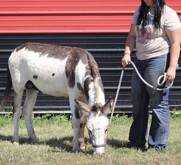 breeding-donkey