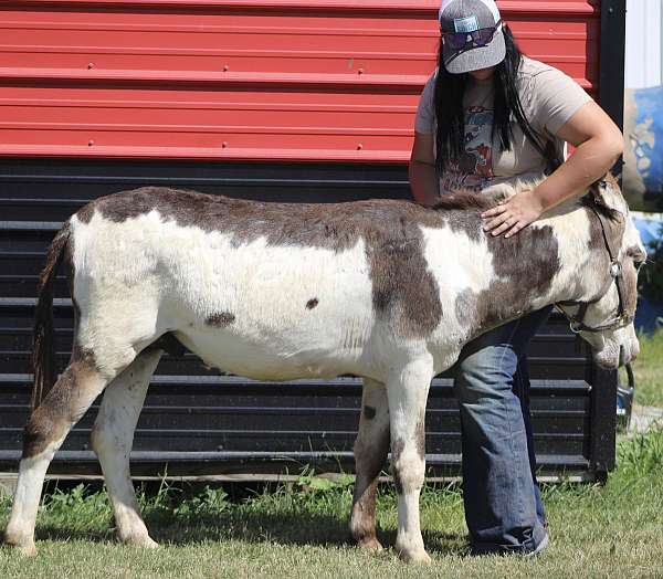 companion-donkey