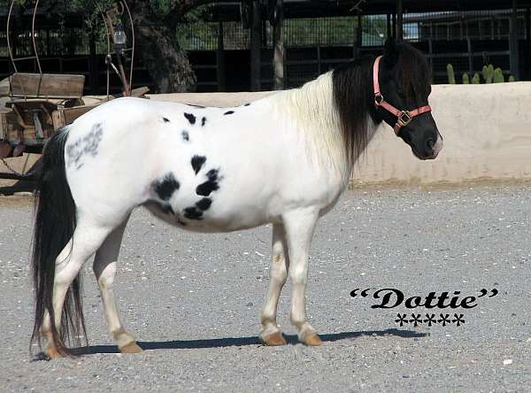 great-family-miniature-horse