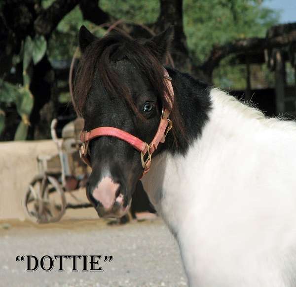 beginner-miniature-horse