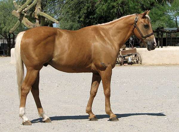 all-around-quarter-horse