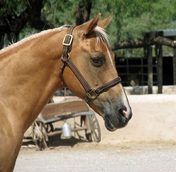 beginner-quarter-horse