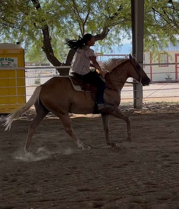 experienced-quarter-horse