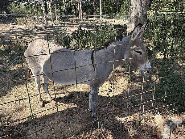 cross-over-withers-donkey