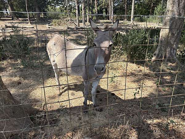 dun-cross-over-withers-donkey