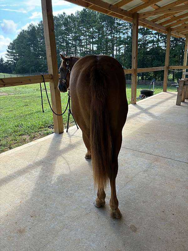 quarter-horse-for-sale