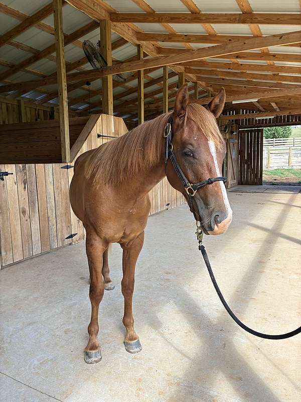 quarter-horse