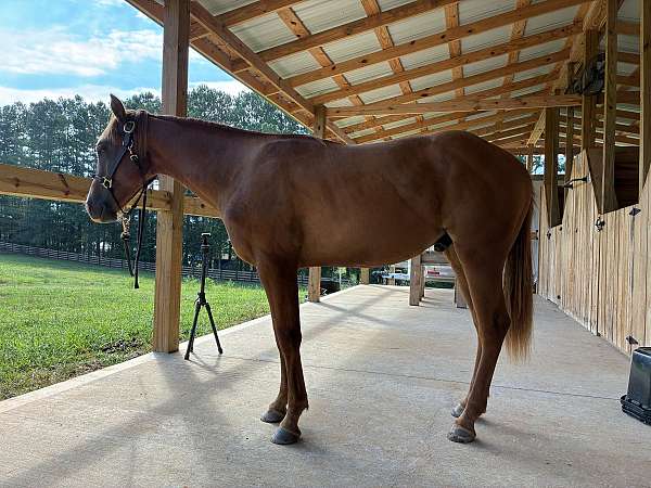 colt