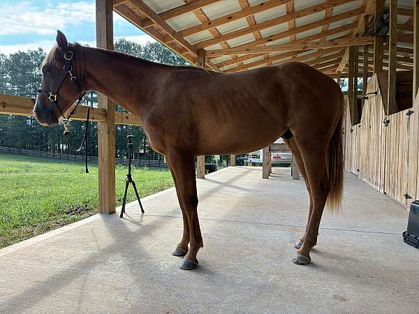 ferrier-colt