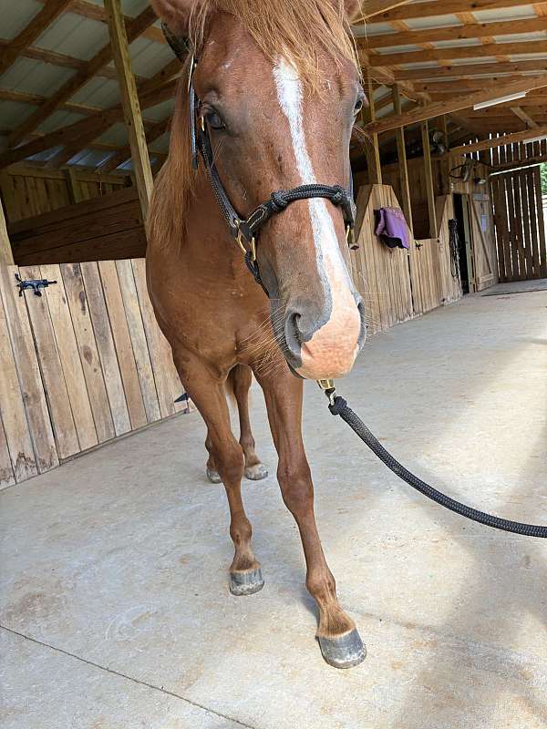 super-sweet-colt
