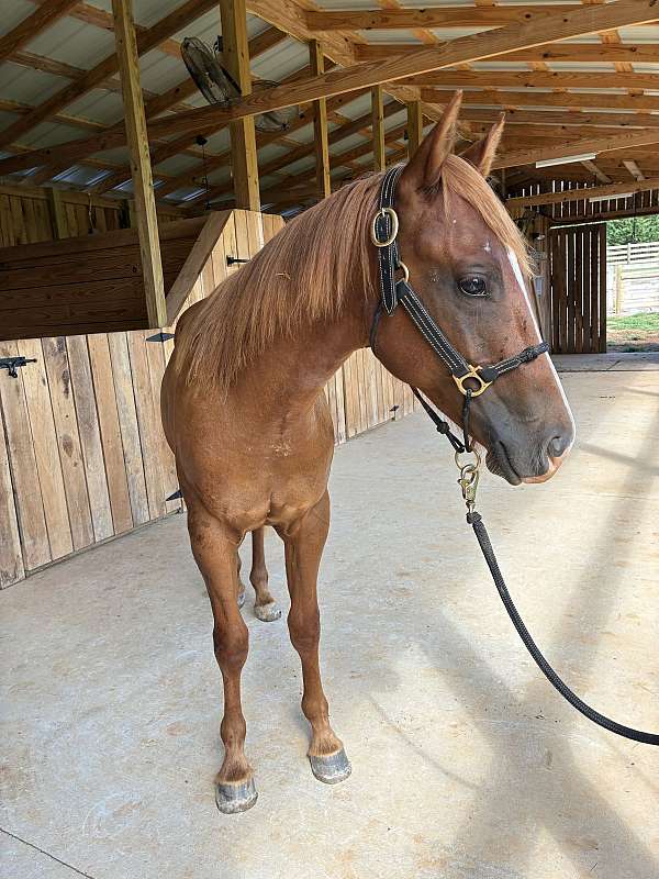 vets-colt