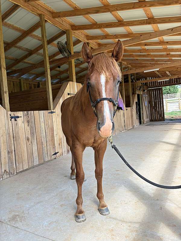 water-colt